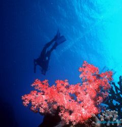 "No Worries" Diver and soft coral. Fiji. Nikonos V with 1... by Leigh Chapman 